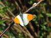 Orange Tip butterfly (Anthocharis cardamines)