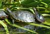 ...Yellowbelly Slider (Trachemys scripta scripta) and Eastern Painted Turtle (Chrysemys picta picta