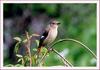 나는 누구일까요...? | 딱새 암컷 Phoenicurus auroreus (Daurian Redstart)