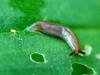 Incilaria confusa (Korean Land Slug)