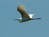 Egretta garzetta garzetta (Little Egret in flight)