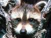 Baby Raccoon, Kalispell, Montana