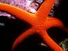 Orange Starfish, Great Barrier Reef, Australia