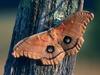 Polyphemus Moth, Massachusetts
