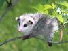 Baby Virginia Opossum