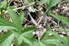 교미중인 방울실잠자리 Platycnemis phillopoda (Leaf-legged Damselfly)