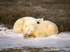 Polar Bear Cuddle