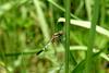 밀잠자리 종류(Dragonfly) --> 밀잠자리(반성숙 수컷) Orthetrum albistylum speciosum