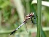 Skimmer Dragonfly (Orthetrum albistylum speciosum )