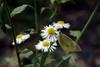 배추흰나비 Artogeia rapae (Common Cabbage White Butterfly)