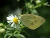 Artogeia rapae (Common Cabbage White Butterfly)