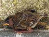 house sparrow (hatchling, chick) - a broken peak