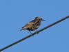 starling on wire