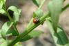 칠성무당벌레 Coccinella septempunctata (Seven-spot Ladybird)