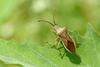 Cletus punctiger (Squash bug)