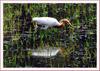 황로 | 황로 Bubulcus ibis (Cattle Egret)