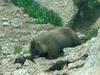 Marmot