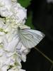 common cabbage white butterfly