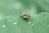 호박잎위의 메뚜기 약충 (Grasshopper instar)