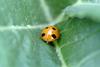 호박잎위의 칠성무당벌레 Coccinella septempunctata (Seven-spot Ladybird)