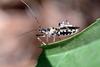 다리무늬침노린재 Sphedanolestes impressicollis (Assassin Bug)