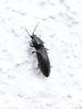 a kind of click beetle