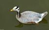 Misc. Critters Bar-Headed Goose (Anser indicus)0002