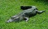 Misc. Critters - American Alligator (Alligator mississipiensis)0001 - gator (Alligator mississip...