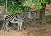 Misc. Critters Zebra