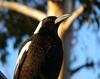 morning magpie (Australian Magpie)