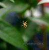 - SPIDER - (a tiny one)