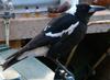 Australian Magpie on bin