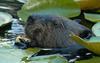 Face-to-Face with a Wet Smelly Beaver
