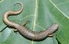 Four-toed Salamander (Hemidactylium scutatum) 0121