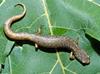 Four-toed Salamander (Hemidactylium scutatum) 0103