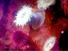Anemones & sea urchins