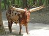Watusi Cattle (Bos taurus) 0032