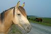 Assateague Island Pony (Equus caballus) 0001