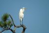 Great Egret (Ardea alba) 0001