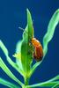 Flea Beetle (Aphthona flava)