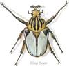 Goliath Beetle (Goliathus sp.)