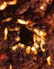Formosan subterranean termite (Coptotermes formosanus)