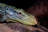 Crocodile Monitor (Varanus salvadorii) 002