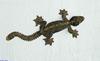 Flying Gecko (ptychozoon kuhli) 101