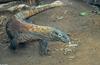 Komodo Dragon (Varanus komodoensis)1