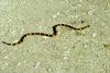 Coral Snake (Micrurus sp.)