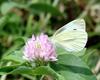 Artogeia rapae (Common Cabbage White Butterfly)