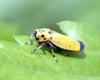 Bothrogonia japonica (Black-tipped leafhopper)