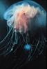 Arctic Jellyfish