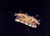 Upside-down Jellyfish (Cassiopea xamachana)